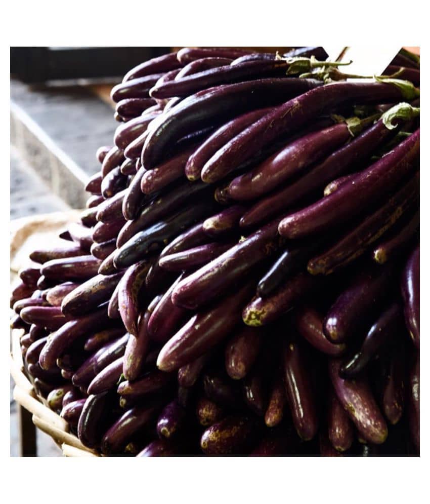 FLARE SEEDS Vegetables Long Brinjal Hybrid Seeds - 100 Seed Pack