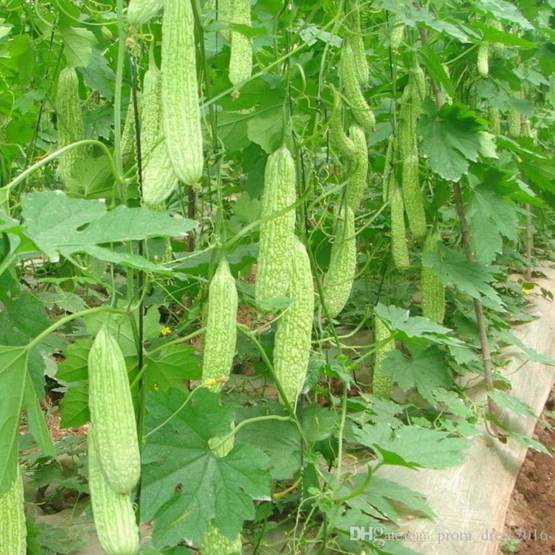 Hybrid Green Long Bitter Gourd Heavy Bearing Vegetable Seeds 20 seeds Pack