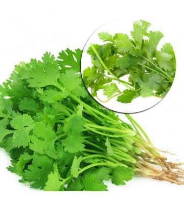 shiv seed - Coriander (Dhaniya) Quality Seeds - Pack of 100 Premium Seeds shiv seed - Coriander (Dhaniya) Quality Seeds - Pack of 100 Premium Seeds