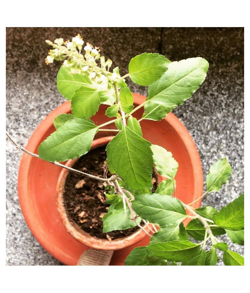 FLARE SEEDS Rama Tulsi Pack Of 100 Seeds
