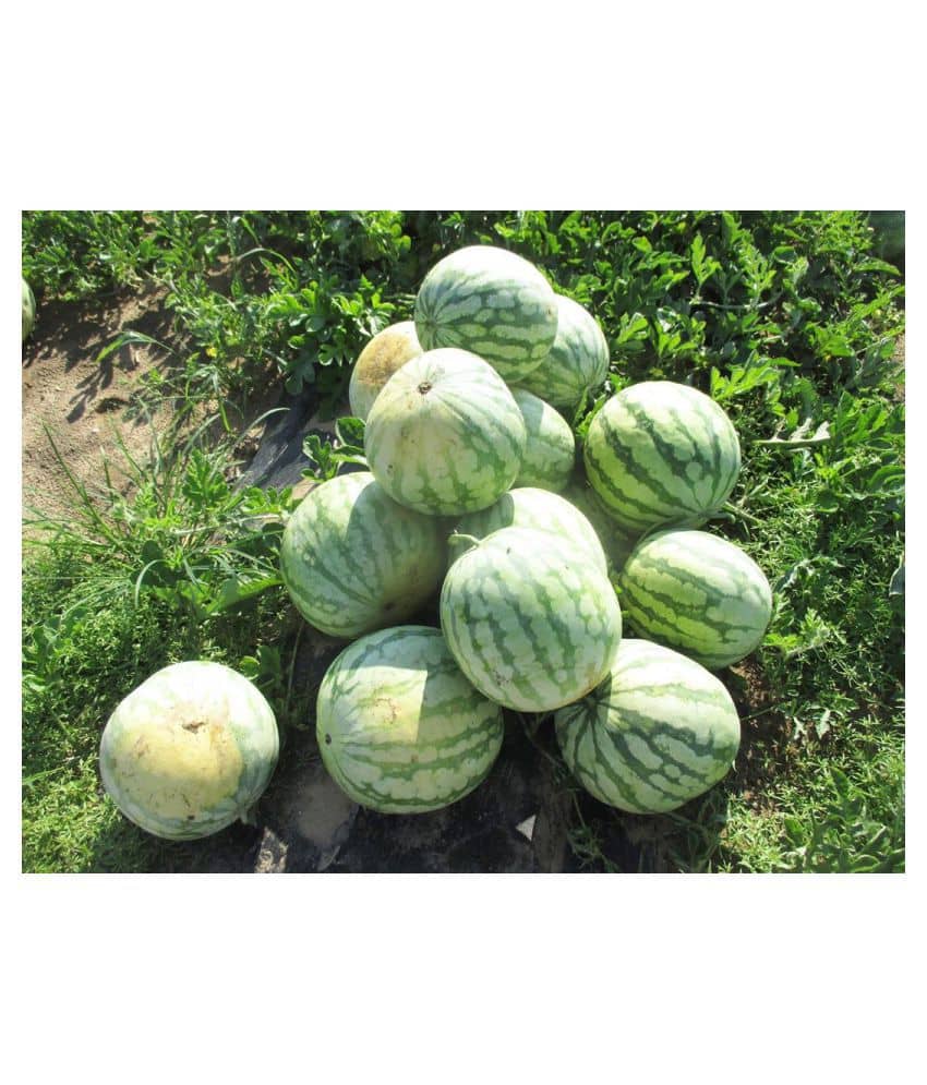 Flare Seeds Watermelon Hybrid Best Quality Seeds - 10 Pc