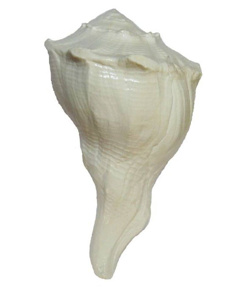     			Lucknow Pujan Store Shankh 1 ( Pack of 1 )