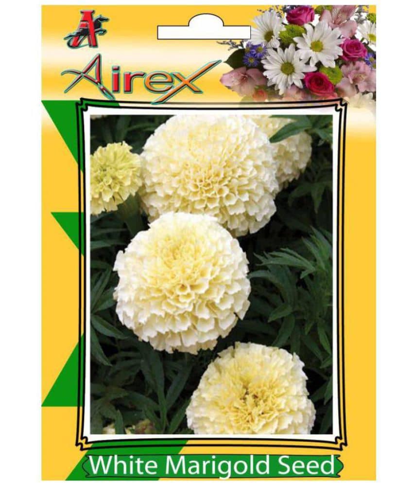 White Marigold (Summer) Flower Plant Seeds - 100 Seeds/Pack + Instruction Manual