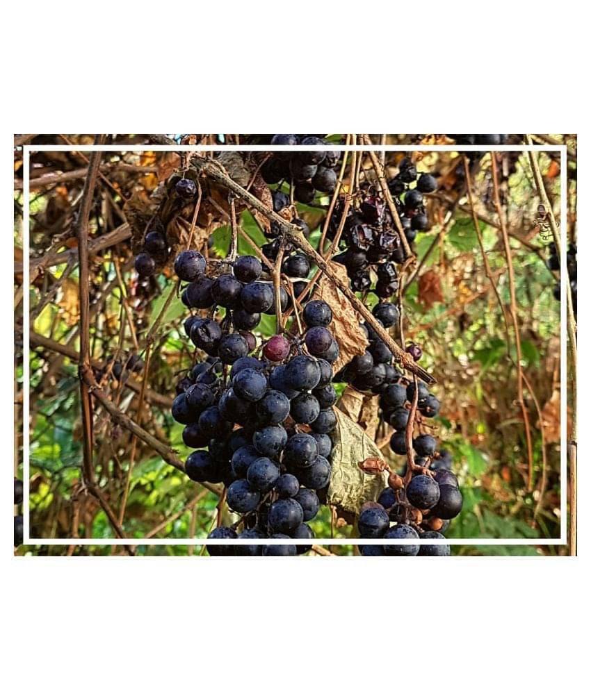 Flare Seeds Bonsai Black Grapes Imported 15 Seeds Pack Flare Seeds Bonsai Black Grapes Imported 15 Seeds Pack