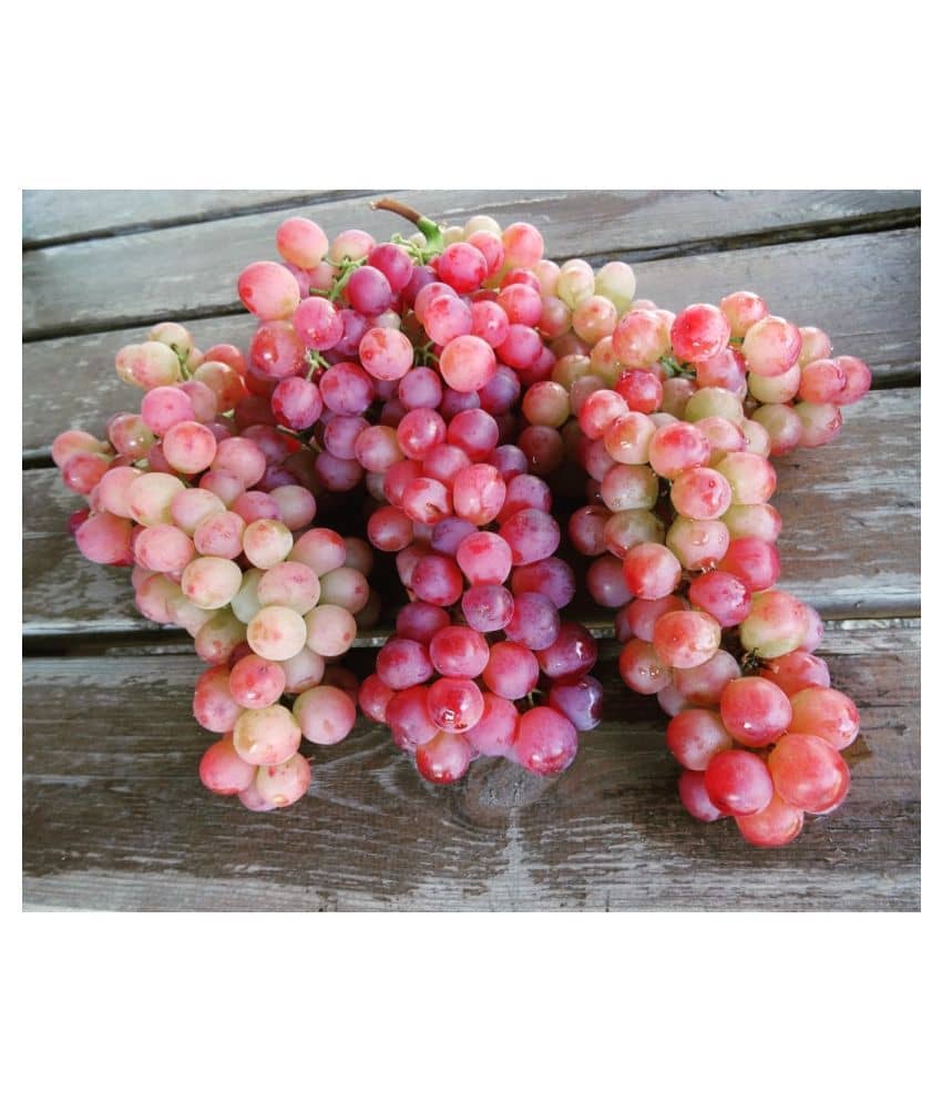 FLARE SEEDS Red Grapes Exotic Plant Fruit Seeds Home Kitchen Garden Indoor Plant Seeds - 20 Seeds