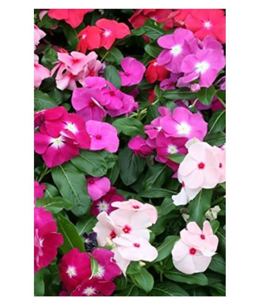 Premium Hybrid Sada Bahar Flower Seeds