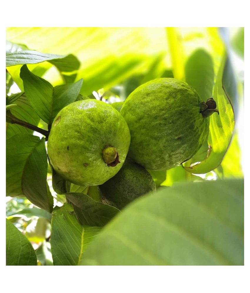 FLARE SEEDS Pisidium Guava Fruit Seeds Best Growing Plant Seeds - 100 Pc FLARE SEEDS Pisidium Guava Fruit Seeds Best Growing Plant Seeds - 100 Pc