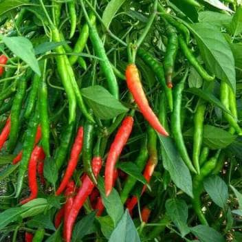 Trothic Gardens Green/RED Chilli Country Seeds (50 Seeds Pack)