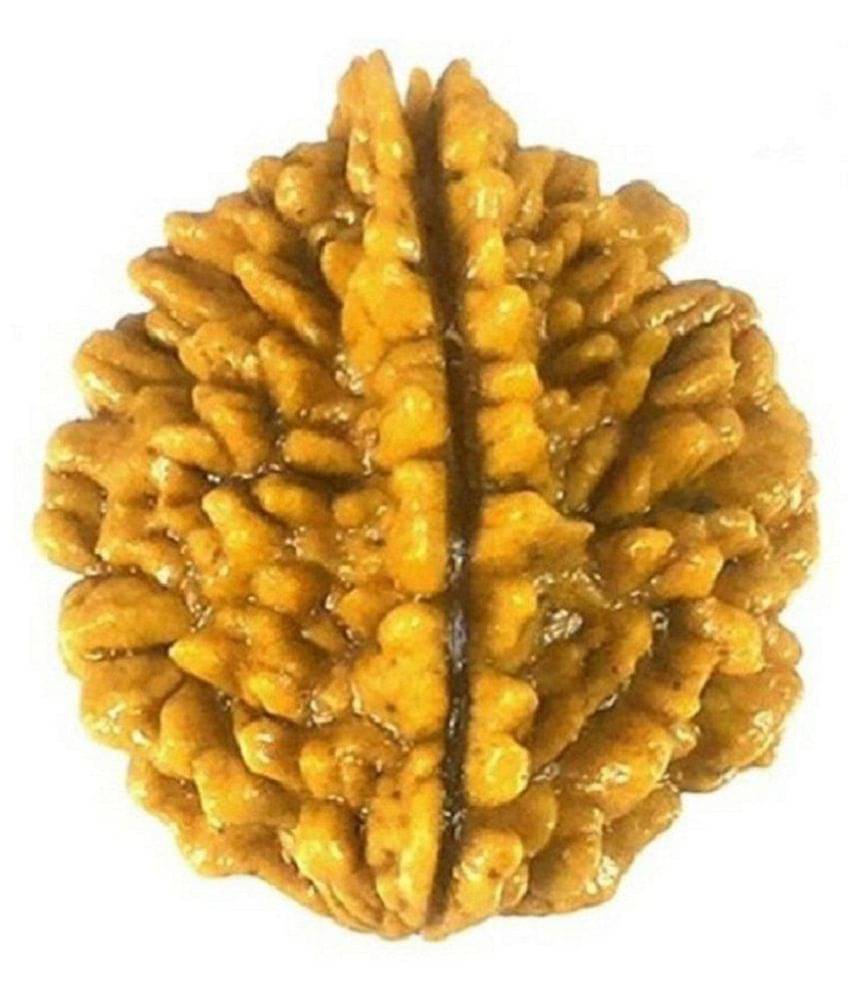     			2 Mukhi Rudraksha 2 Face Rudraksha Wood Pendant