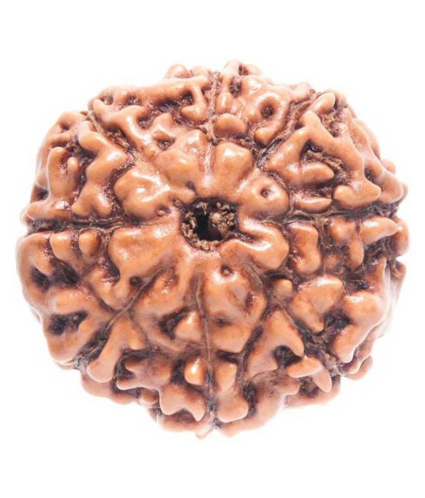     			8 mukhi rudraksha HRC Certified