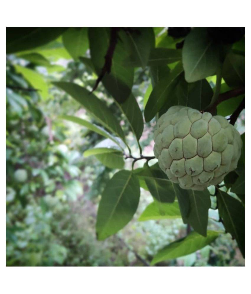 FLARE SEEDS 5 Seeds Of Custard Apple Fruit Seed FLARE SEEDS 5 Seeds Of Custard Apple Fruit Seed