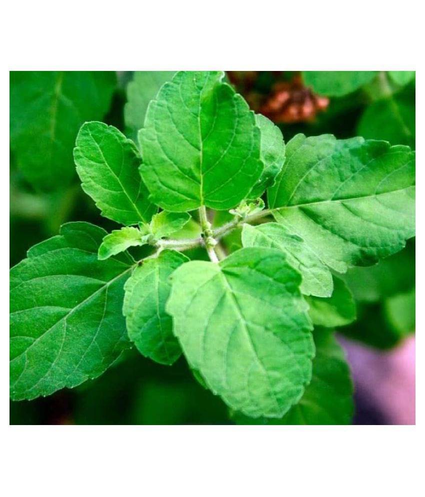     			FLARE SEEDS Imported Holy Basil(Tulsi) Seeds - 100 seeds