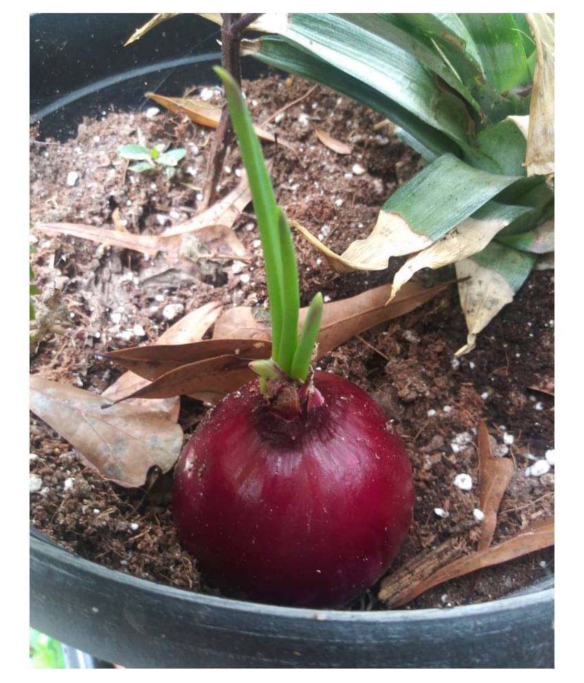     			FLARE SEEDS Onion F1 Hybrid Seeds - Pack Of 100 Best Quality Seeds