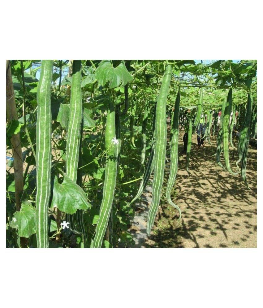     			BS SEEDSSnake Gourd/Chachinda Desi-2 pkts Each 30 Seeds