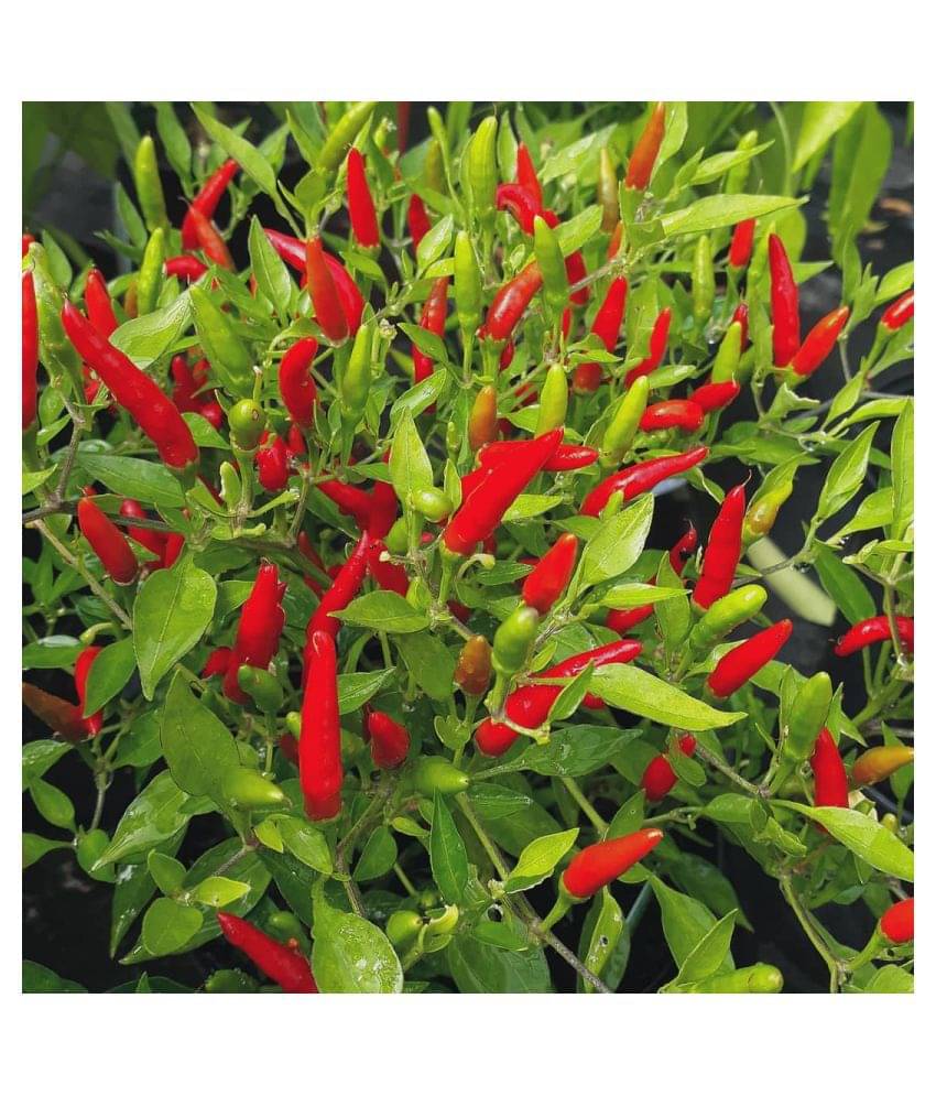     			FLARE SEEDSVegetable Seeds Red Chilli F1 Hybrid Seeds Pack of 50 High Germinated Seeds