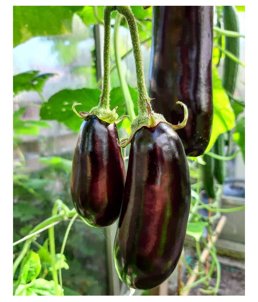 FLARE SEEDS Brinjal Long Best Quality Seeds