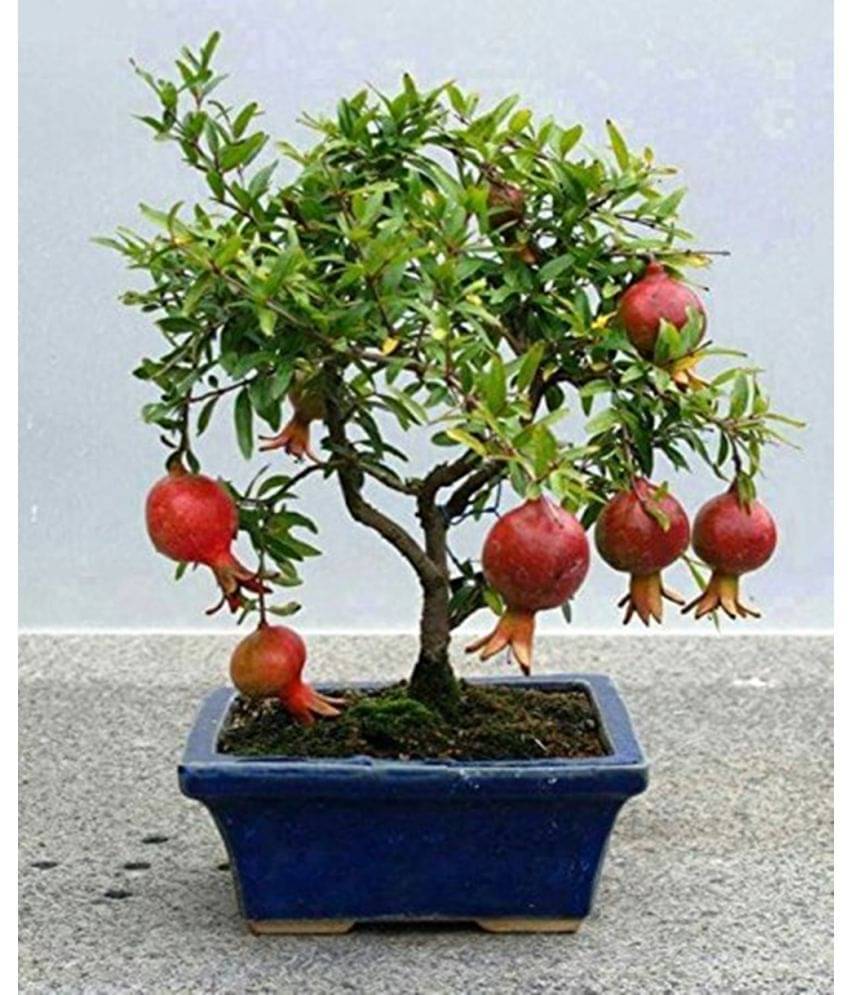 OhhSome Bonsai Combo Fruits And Tree Combo 4 Type Tree Seeds OhhSome Bonsai Combo Fruits And Tree Combo 4 Type Tree Seeds