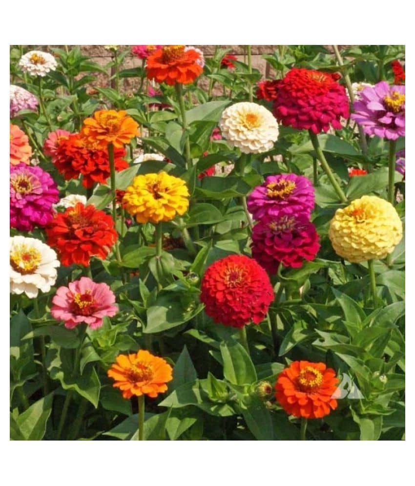 Magnif Zinnia Liliput Flowers Super Quality Flowers Seeds - Pack of 40 PREMIUM Seeds Magnif
