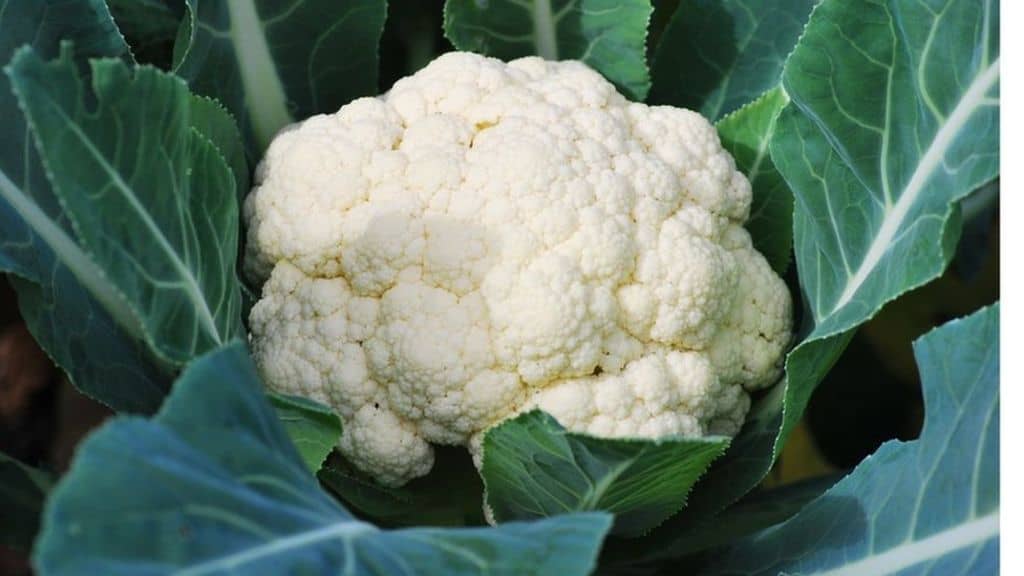 Fern Gardens Rare Cauliflower Seeds Pack for outdoor Garden