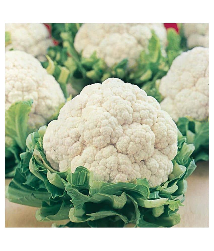 Hybrid Rare Cauliflower Seeds Pack for Indoor Garden