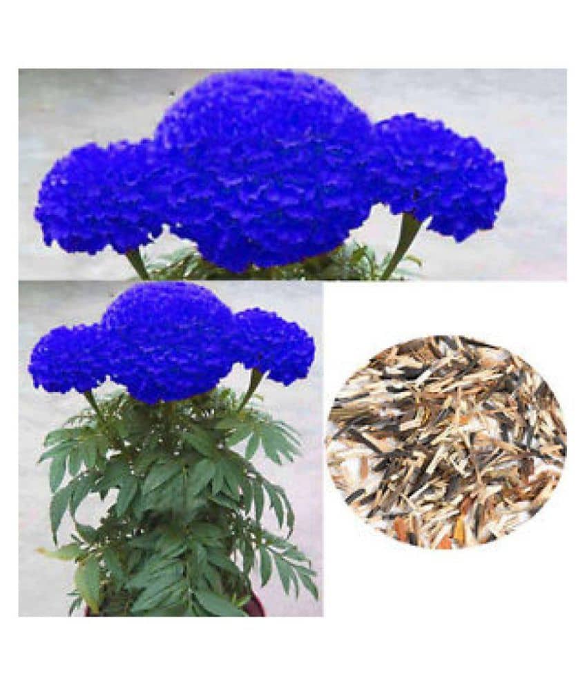 plants that grow in office light Desk Grow Light | Halo Grow Light | Small Plant Light for Office main image 0