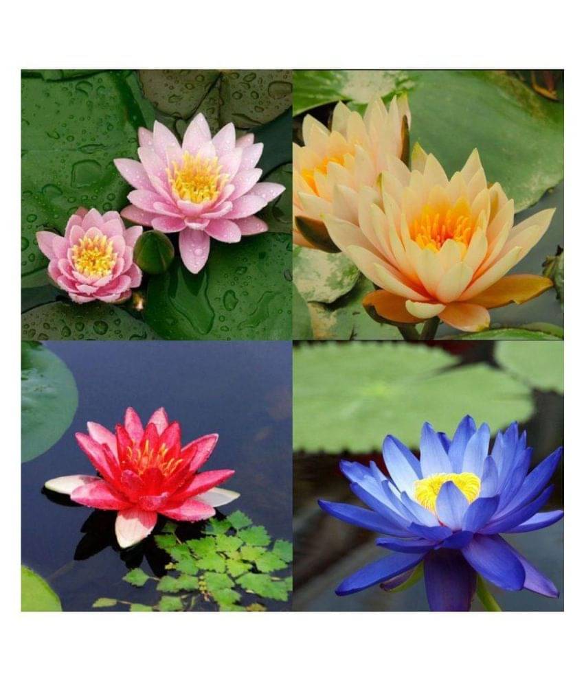 LOTUS-COMBO OF 4 COLOUR LOTUS FLOWER SEEDS 10 SEEDS LOTUS-COMBO OF 4 COLOUR LOTUS FLOWER SEEDS 10 SEEDS