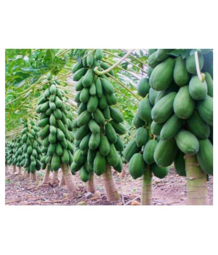     			Dwarf Papaya Fruit Seeds - 20 Seeds/Pack