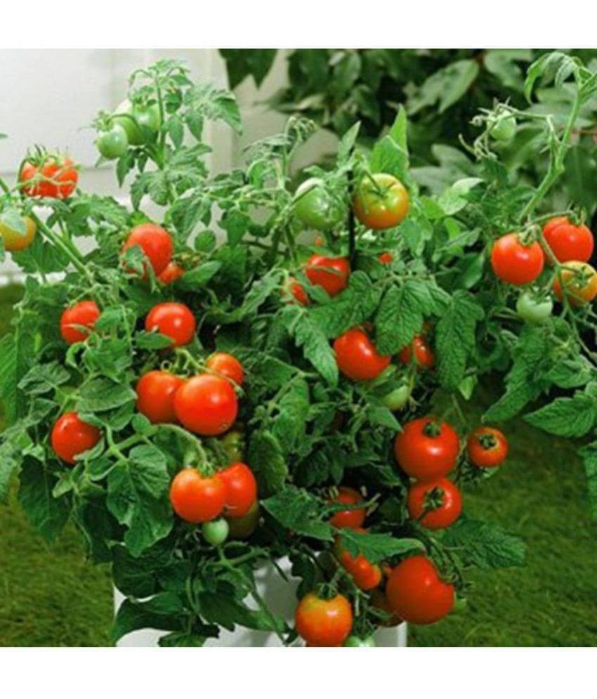 OhhSome High Yield Tomato F1 Red Ruby Hybrid 50 Vegetable Seeds OhhSome High Yield Tomato F1 Red Ruby Hybrid 50 Vegetable Seeds