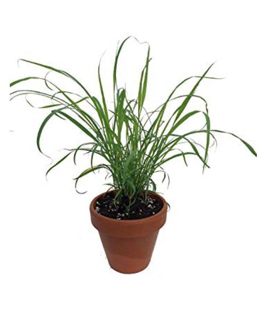     			Matrix Anti Mosquito-Lemon Grass Seed