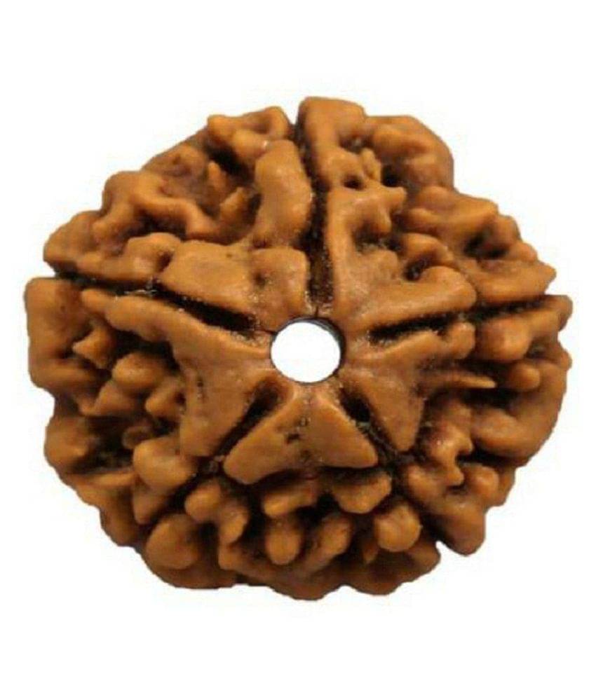     			5 Mukhi Nepali Rudraksha Lab Certified 5 Face Rudraksha