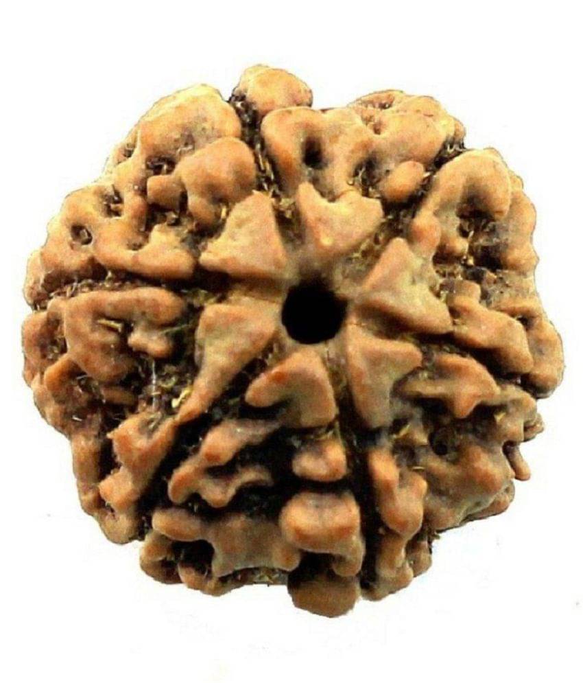     			6 Mukhi Rudraksha Lab Certified 6 Face Rudraksha