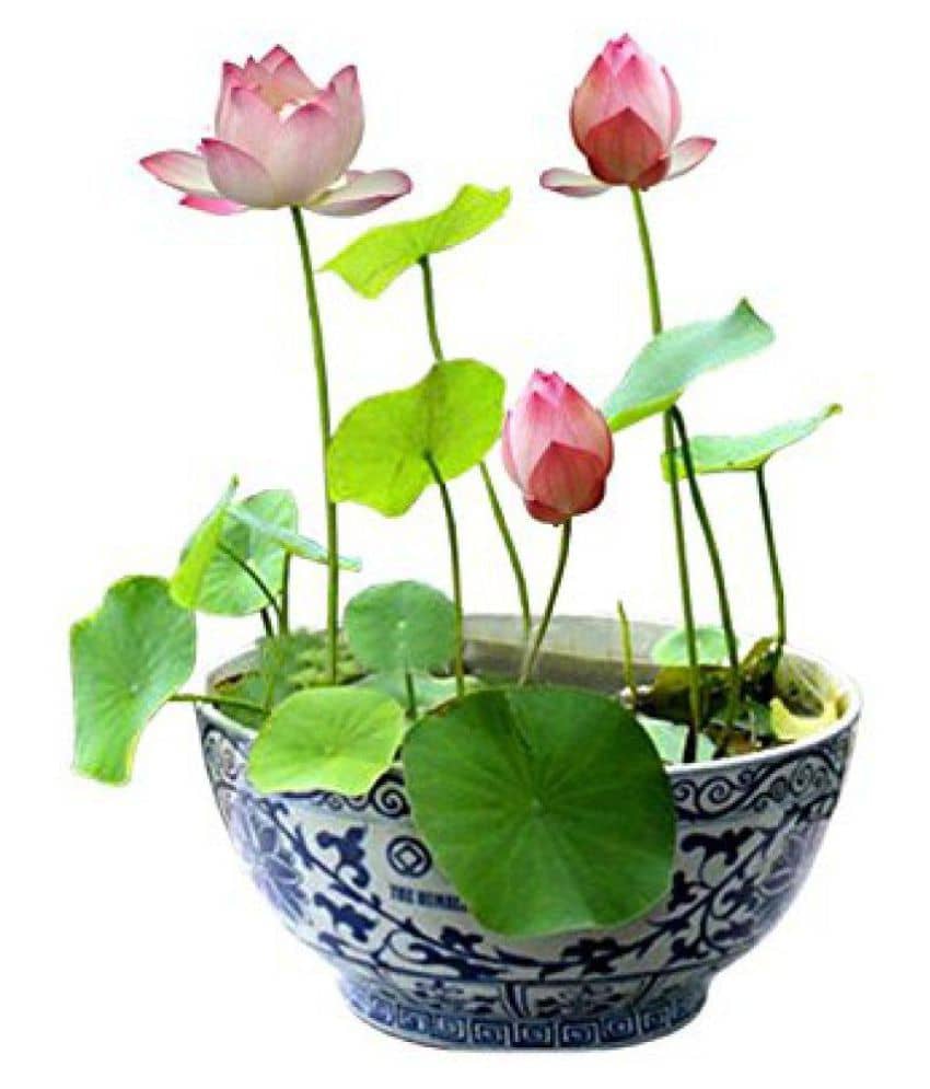 Lotus Seeds : Mix Color Aquatic Lotus Water Plant Seeds (15+ Seeds)