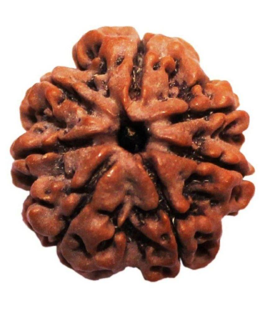     			Shivoham Rudraksha Bead Pack of 1 - 1 Beads