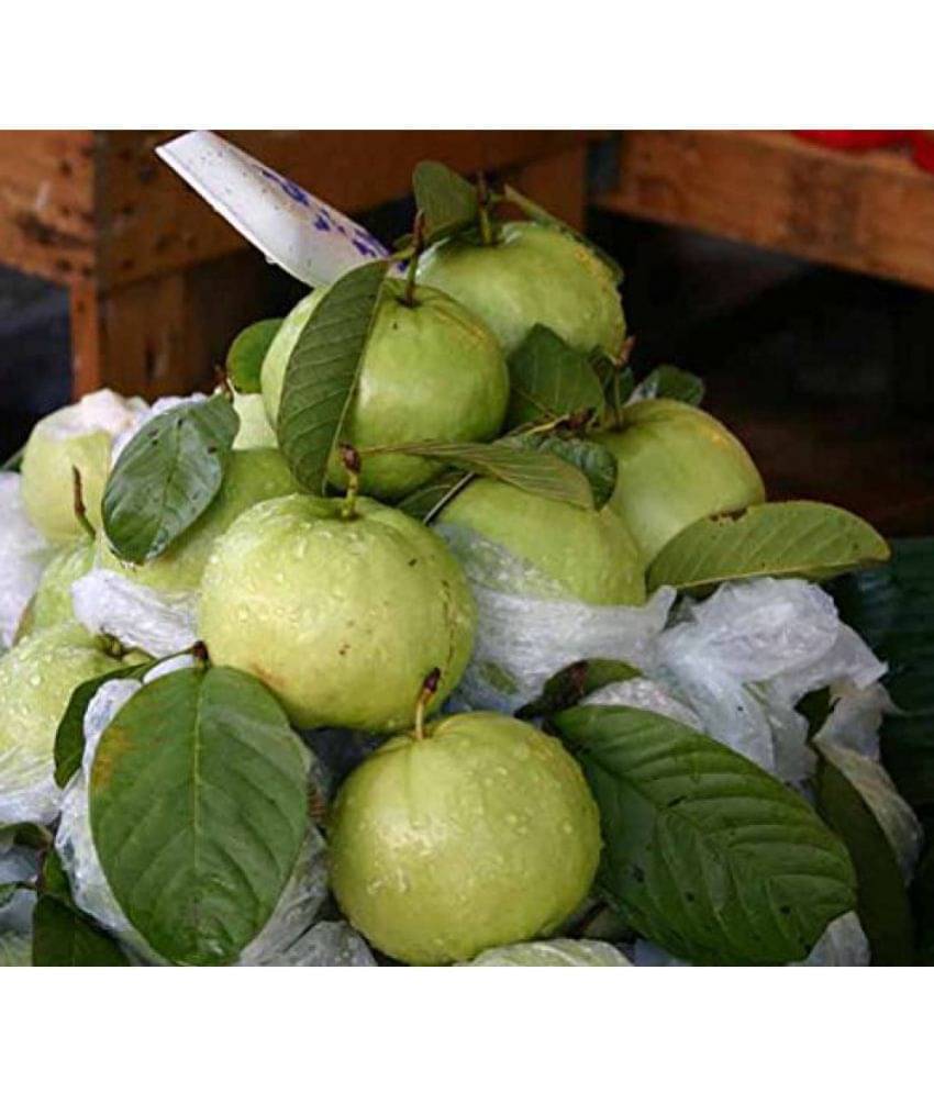     			OhhSome Fruit Seeds : Kilogram Pera AKilogram GuavaB Fruit Plant Seeds ForGarden Fruit Seeds Kitchen Garden Pack