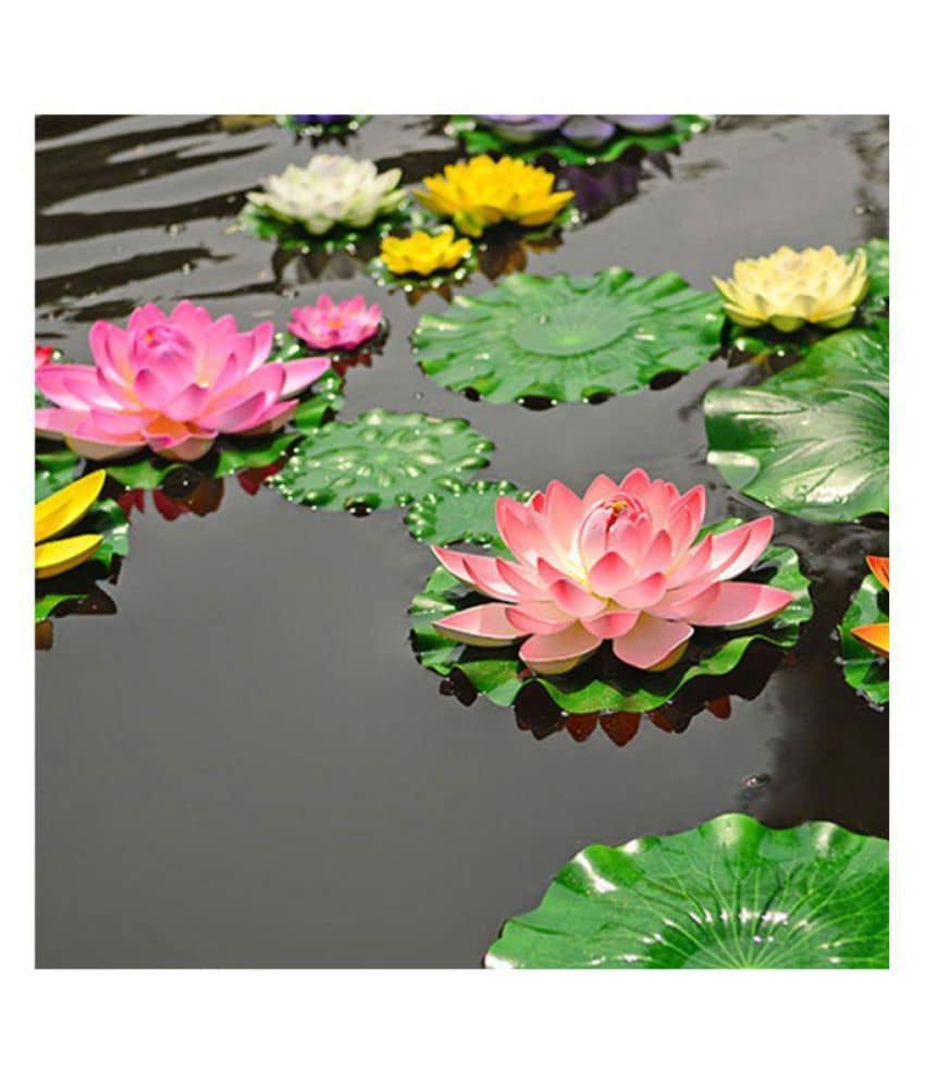 foremost lotus flowers seeds