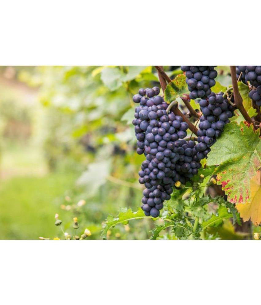 OhhSome Seeds Of Fruits Black Grape Seeds Fruit Plant Seeds For Home Garden Kitchen Garden Fruit Seeds Pack     			OhhSome Seeds Of Fruits Black Grape Seeds Fruit Plant Seeds For Home Garden Kitchen Garden Fruit Seeds Pack