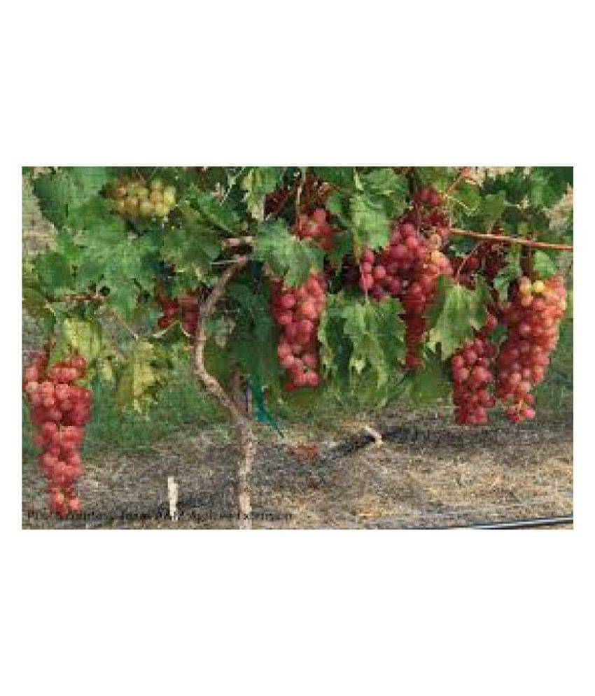     			Matrix Hybrid High Quality Franch Red Grape Seeds
