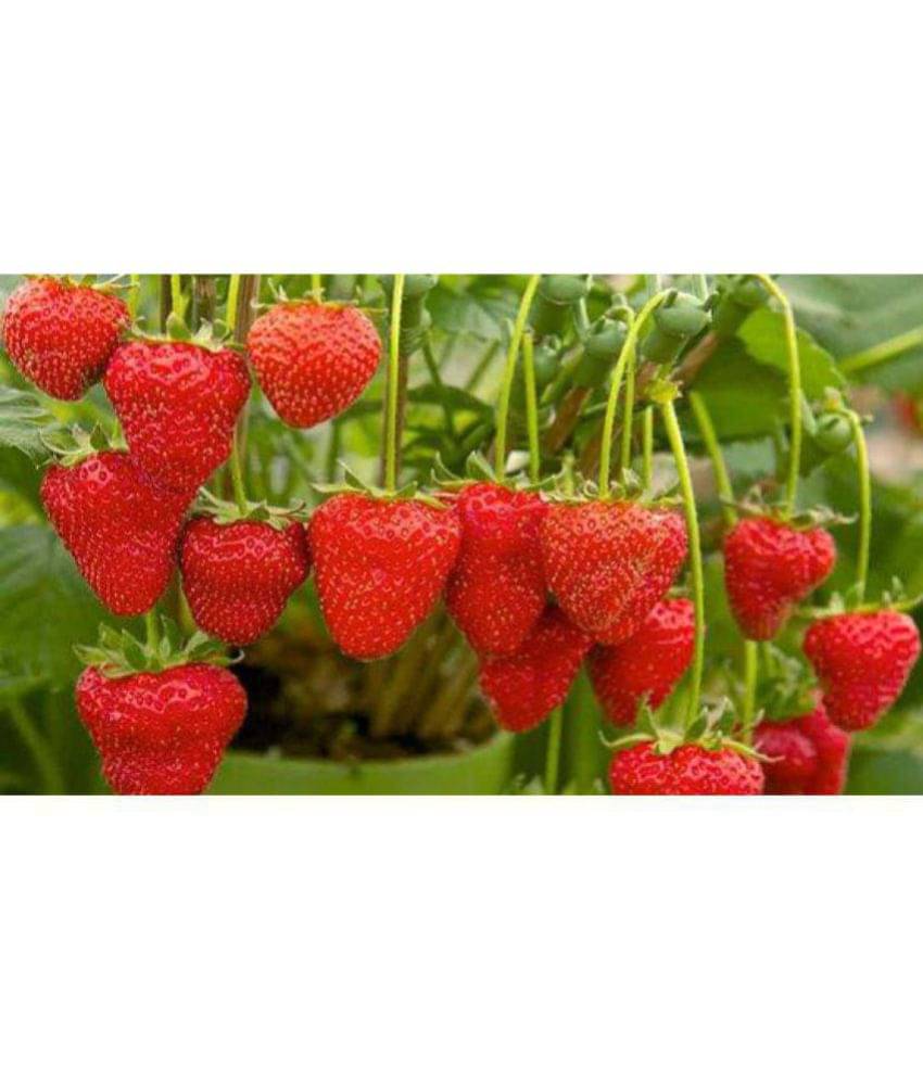 OhhSome Fruit Seeds For Garden - European Strawberry Kitchen Garden Pack OhhSome Fruit Seeds For Garden - European Strawberry Kitchen Garden Pack