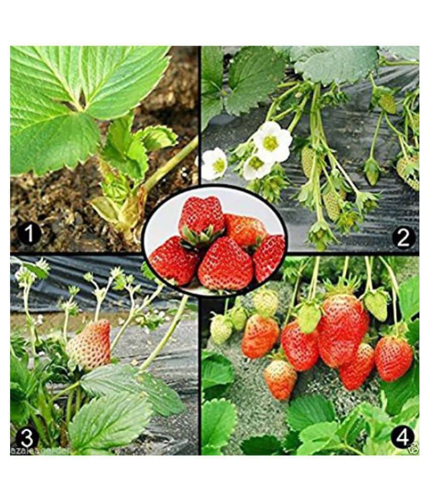 OhhSome Herb Heirloom - Potted Strawberry Seeds Kitchen Garden Pack