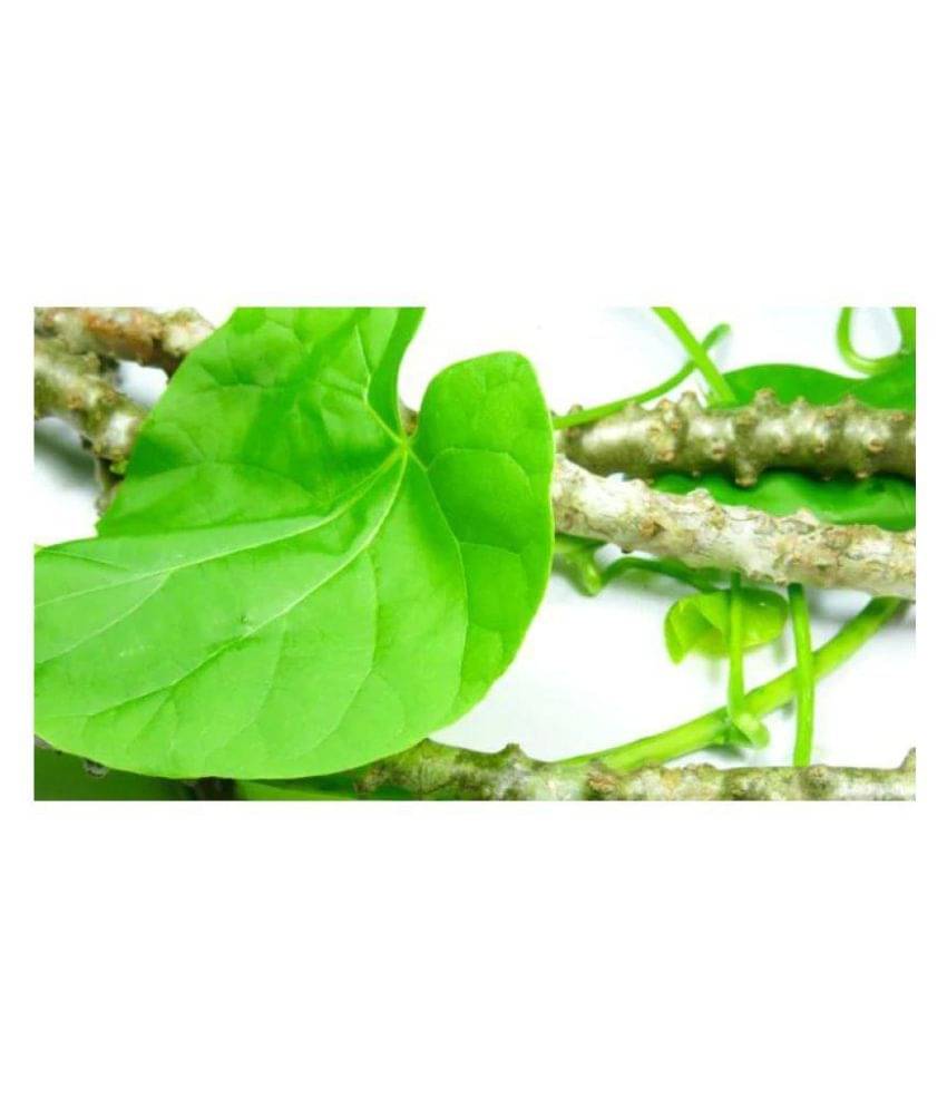     			PE - Tippa Teega, Shindilakodi, Gudichi, Amrutha Balli Plant Powder (100 g)