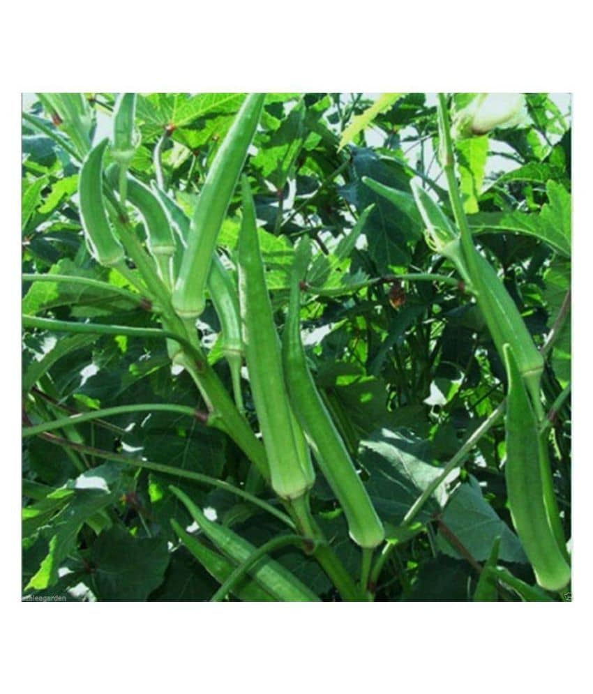 preji Gardens Rare imported ladies finger seeds 50 seeds pack