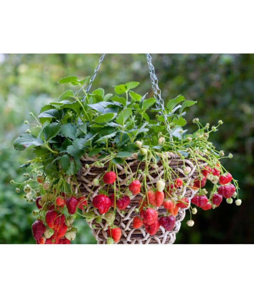 Creative Farmer Herbal Plant Seeds - Strawberry Hanging Variety Kitchen Garden Pack