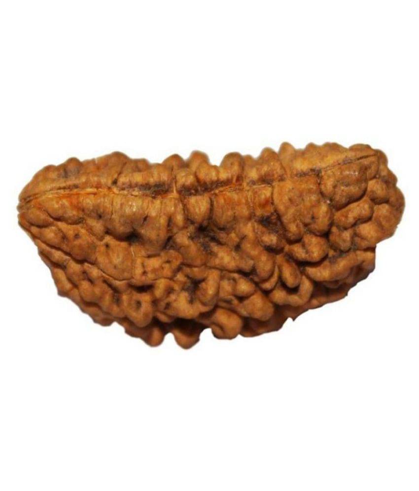     			Nirvana Gems Lab Certified 1 Mukhi Kaju Rudraksha