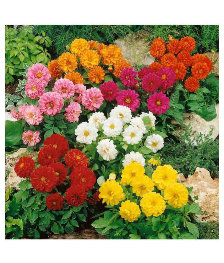 OhhSome Flower Seeds pack of 20