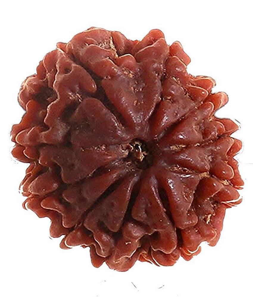 10 mukhi rudraksha / 10 face rudraksha original / 10 faced rudraksha with lab certificate 10 mukhi rudraksha / 10 face rudraksha original / 10 faced rudraksha with lab certificate