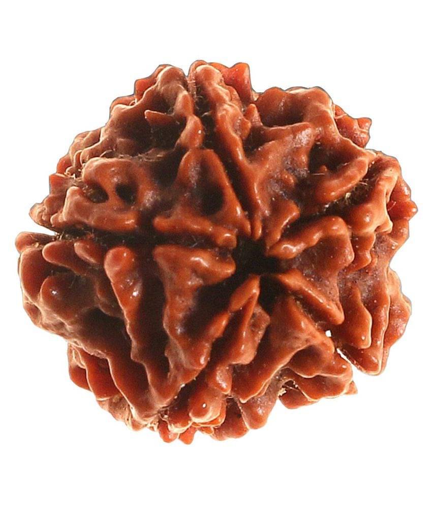     			5 Mukhi Rudraksha with Certificate of Authenticity 5 faced Real Natural Rudraksha