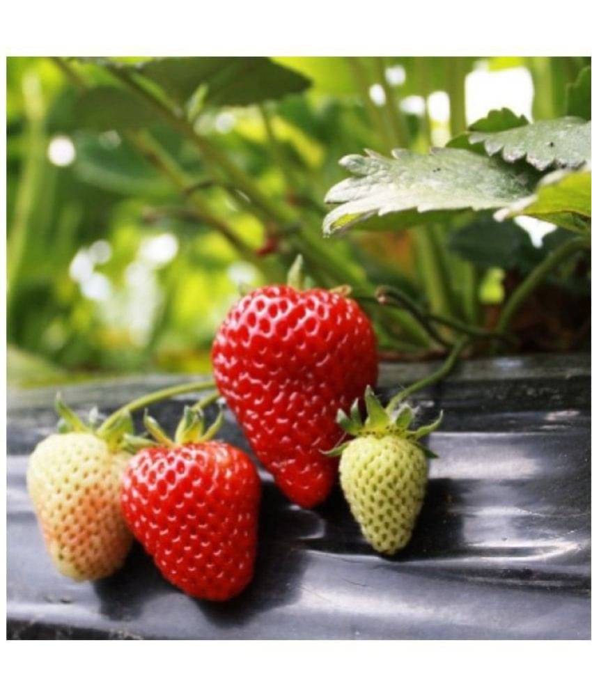 OhhSome Fruit Seeds Heirloom - Garden Strawberry Kitchen Garden Pack OhhSome Fruit Seeds Heirloom - Garden Strawberry Kitchen Garden Pack