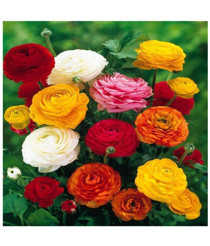     			Nema Ranunculus asiaticus Flower Seeds - 25 pcs