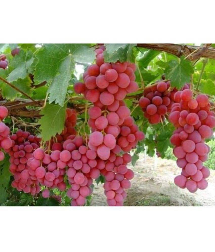 OhhSome Bonsai Suitable Fruit Seeds Green Grape Seed Sweet And Delicious Fruit Fruit Seeds For Garden Kitchen Garden Bonsai Suitable Fruit Seeds Pack OhhSome Bonsai Suitable Fruit Seeds Green Grape Seed Sweet And Delicious Fruit Fruit Seeds For Garden Kitchen Garden Bonsai Suitable Fruit Seeds Pack