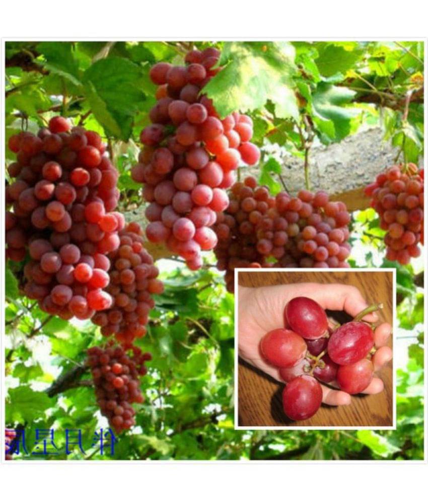 Creative Farmer Seeds For Container Garden Green Grape Fruit Vine Vitis Vinifera Seeds Fruit Plant Seeds For Outdoor Kitchen Garden Bonsai Suitable Fruit Seeds Pack Creative Farmer Seeds For Container Garden Green Grape Fruit Vine Vitis Vinifera Seeds Fruit Plant Seeds For Outdoor Kitchen Garden Bonsai Suitable Fruit Seeds Pack